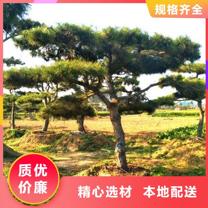 造型松满足多种行业需求