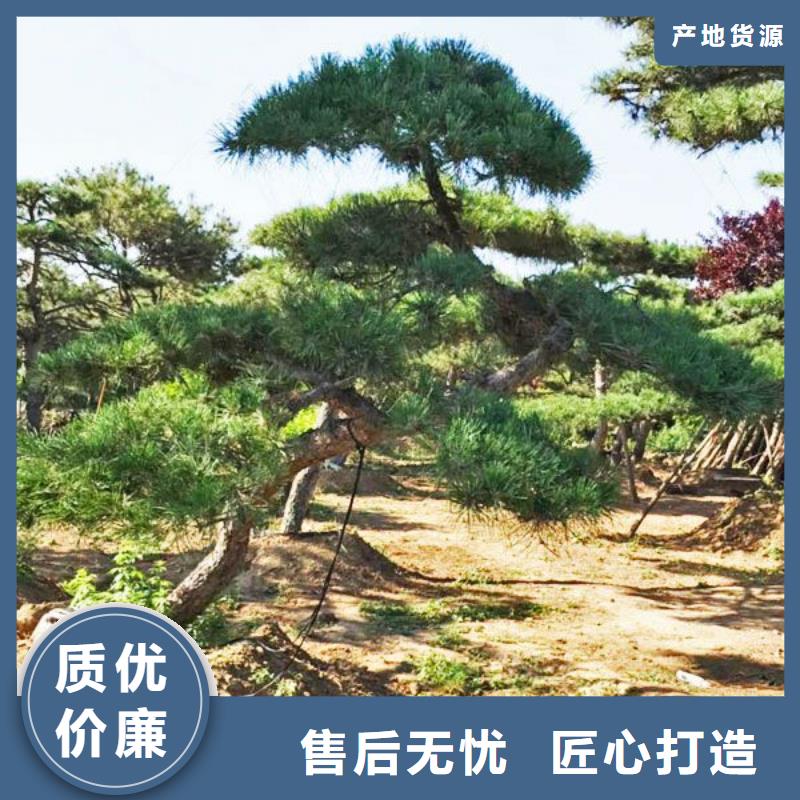  造型松高性价比