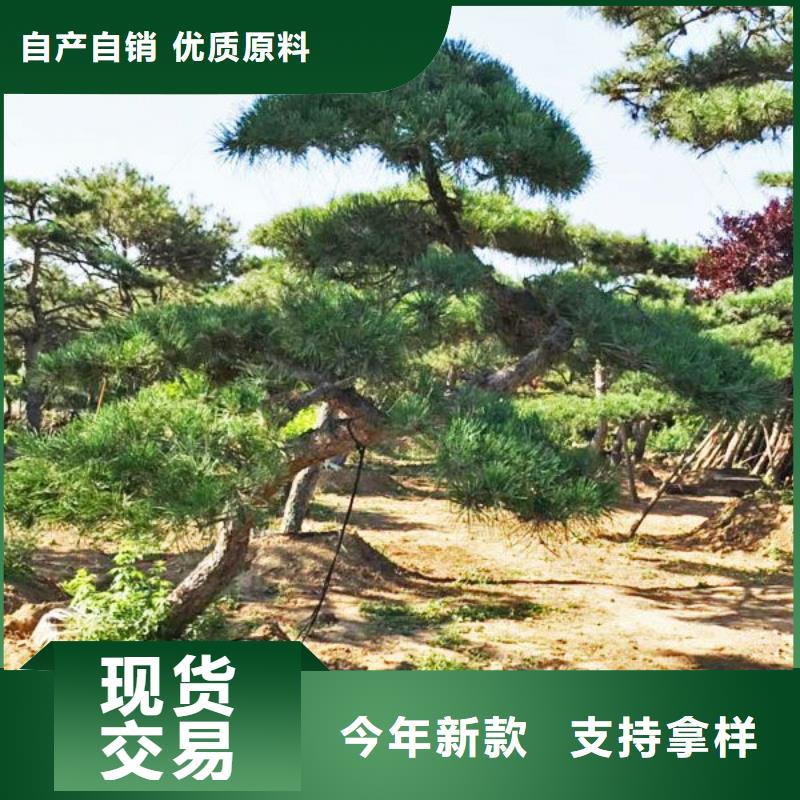 造型松造型松价格免费回电
