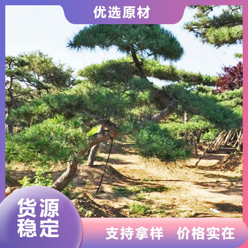 造型松古桩卓越品质保障