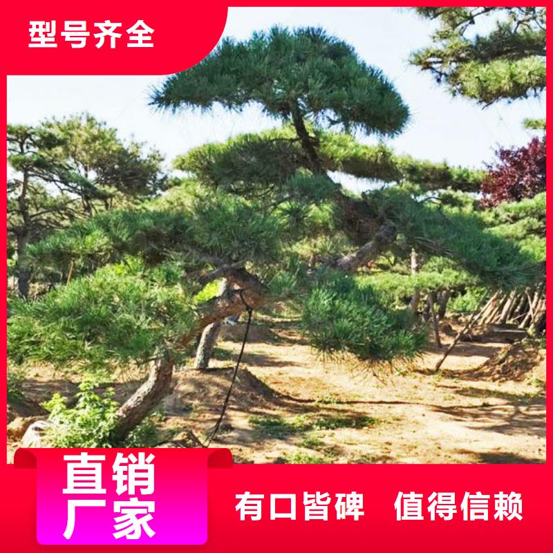 造型松古桩厂家经验丰富