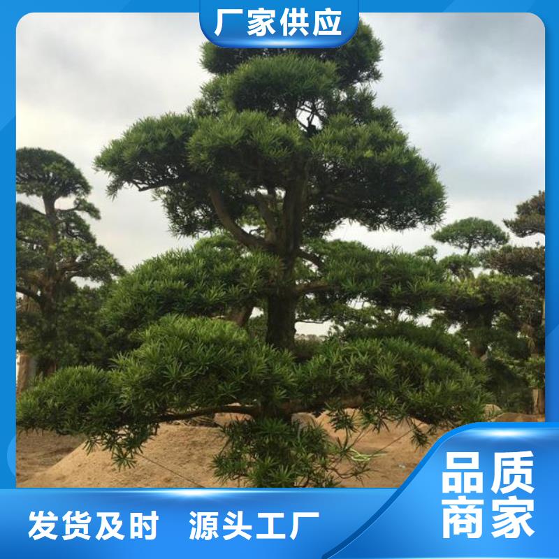 【 造型松使用方法】
