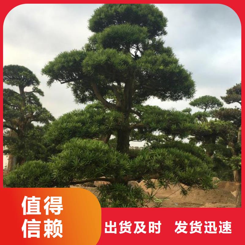 造型松迎客松价格低