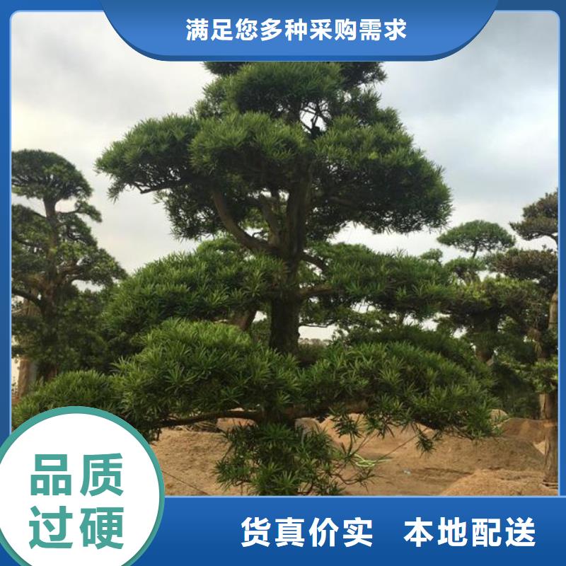 造型松严格把控质量