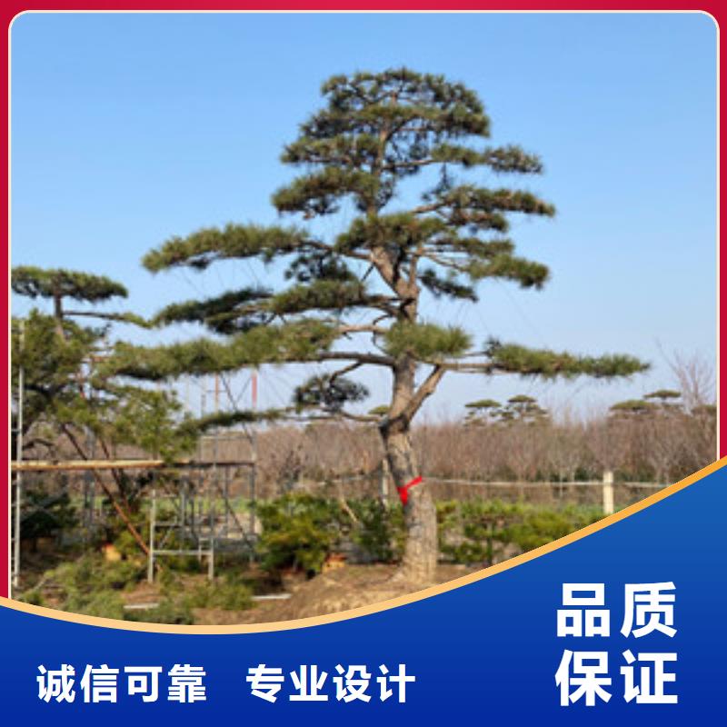 造型松,造型黑松市场报价