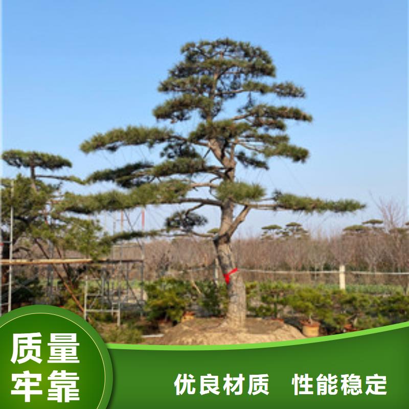 造型松 造型油松实力厂家