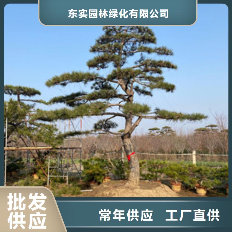 造型池松-视频-船山|蓬溪|巴中|成都|雅安|凉山东实造型池松_ 东实园林绿化(遂宁市分公司)