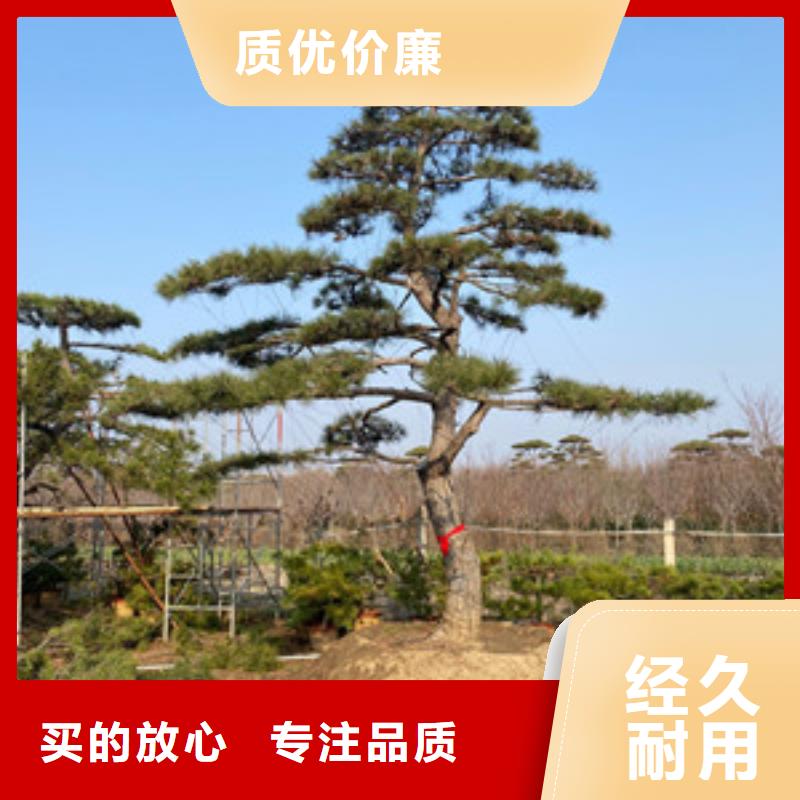 造型松造型池松精工打造