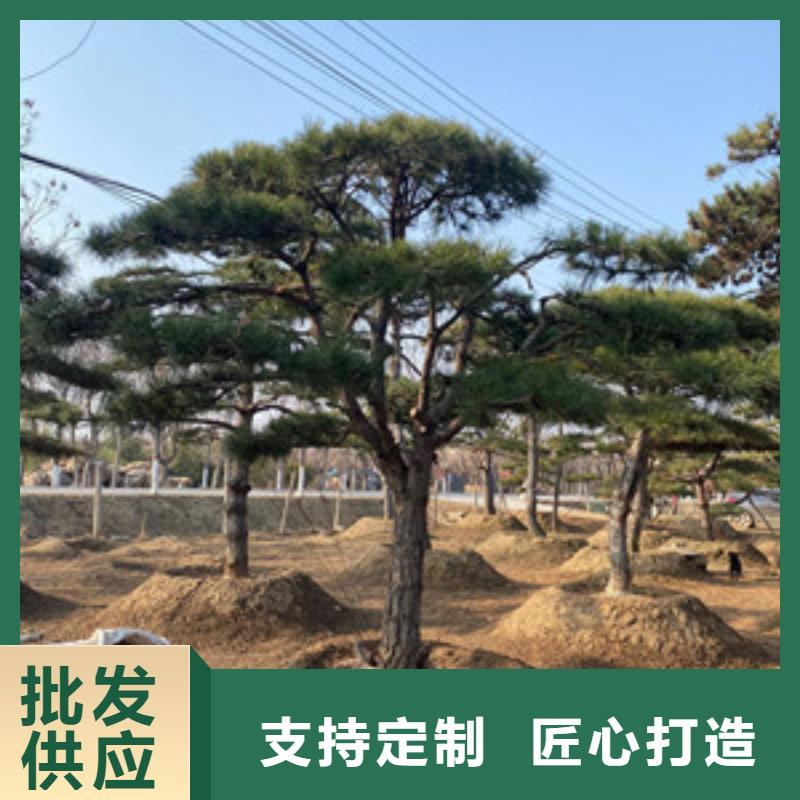 造型松_造型松苗木专业品质