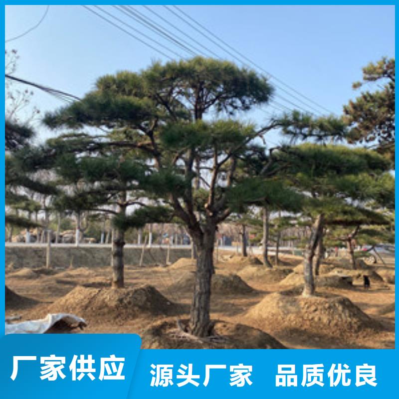 造型松,造型油松定金锁价