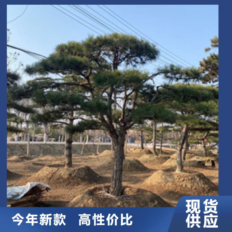造型松造型松价格放心购
