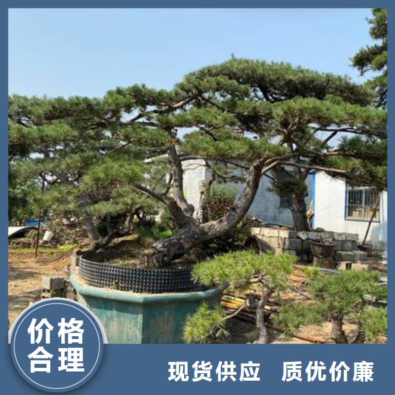  造型松您想要的我们都有