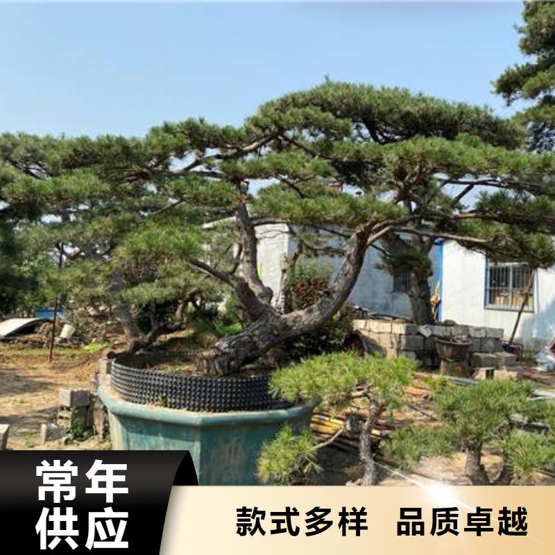 【造型松】迎客松品质优选