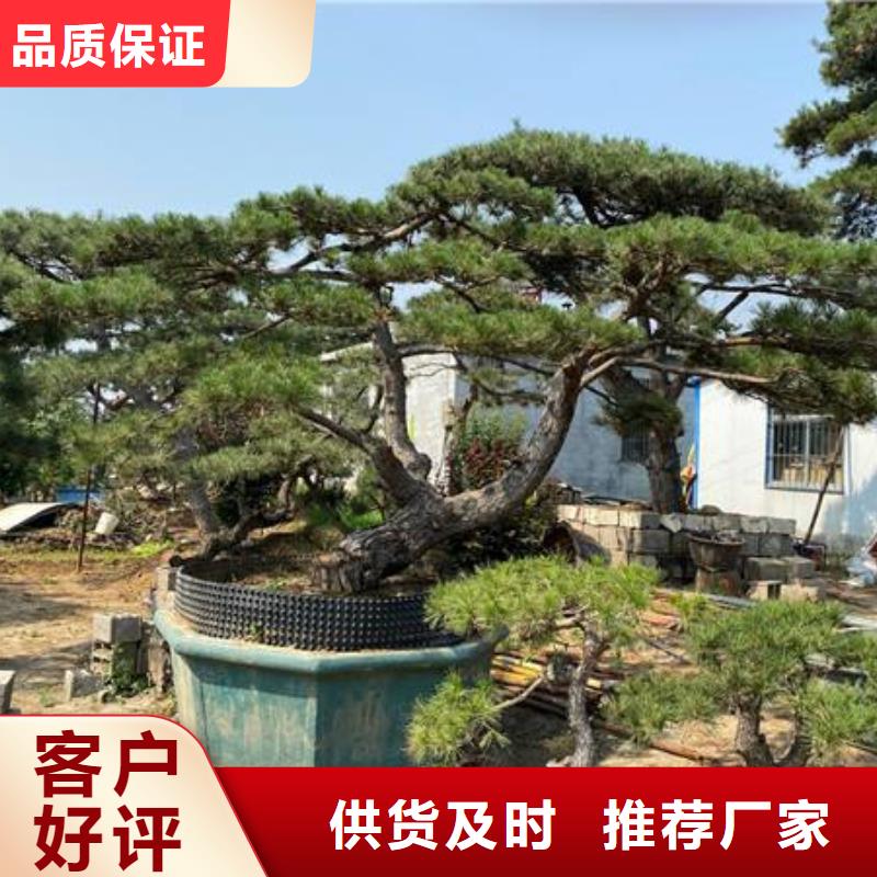 造型松平顶松用心做品质
