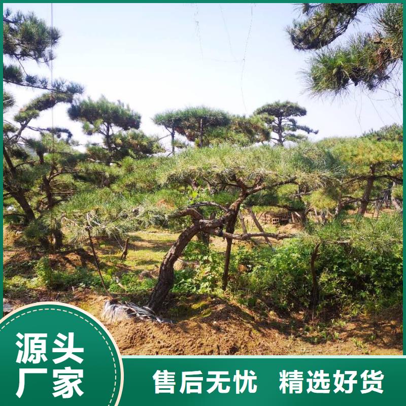 造型松【迎客松】品质做服务