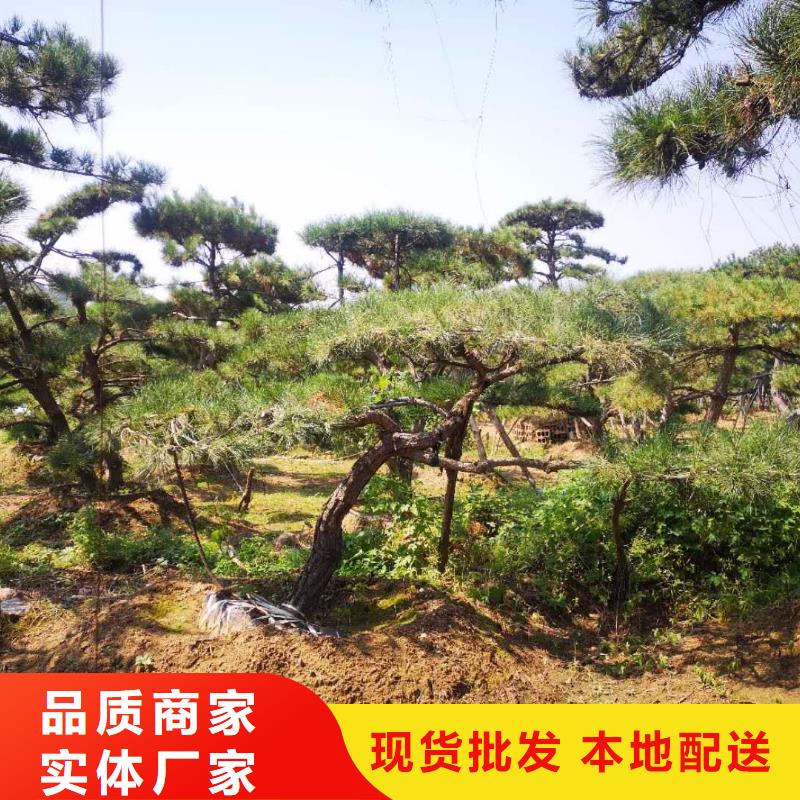 造型松当日价格