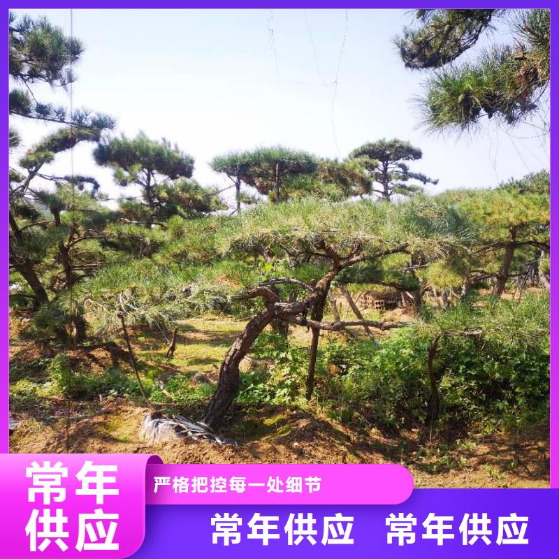  造型松满足多种行业需求