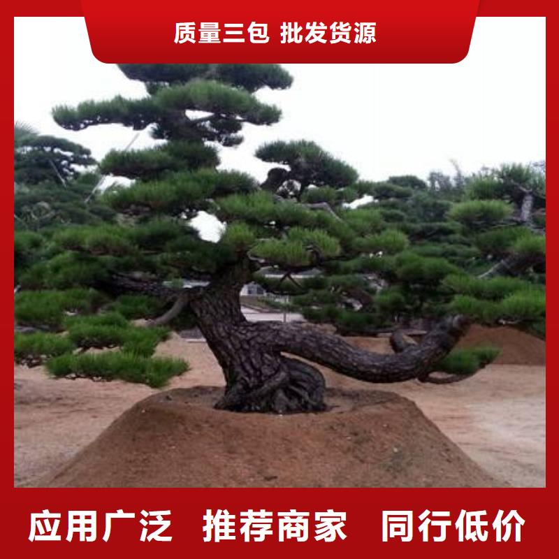  造型松自产自销
