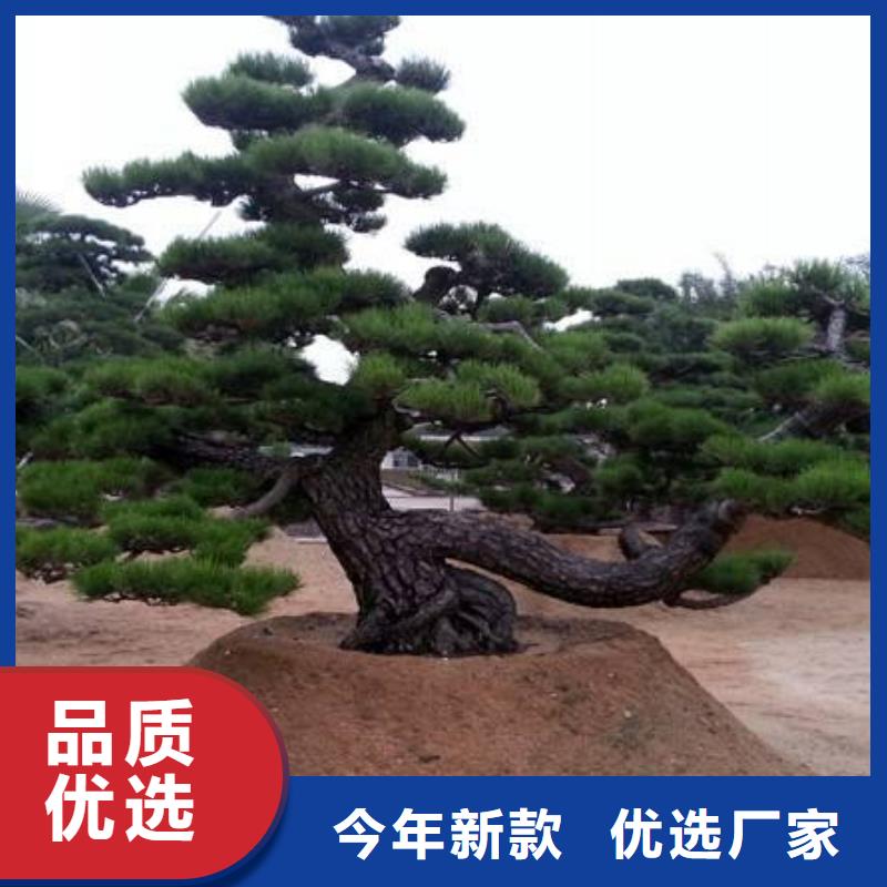 造型松造型松价格免费回电