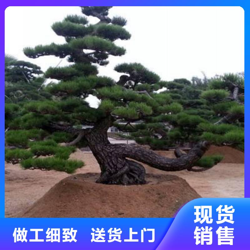 造型松,造型池松一个起售