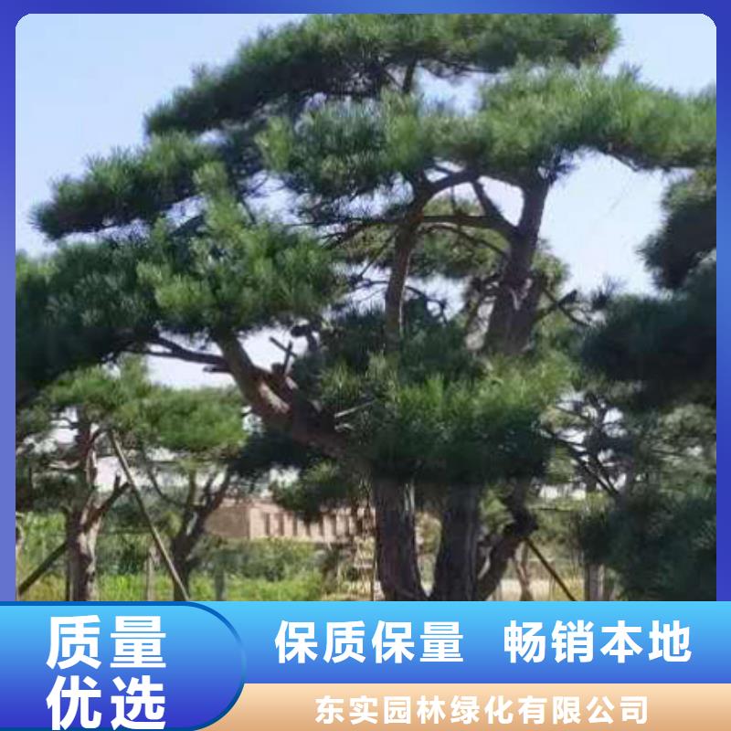  造型松快速物流发货