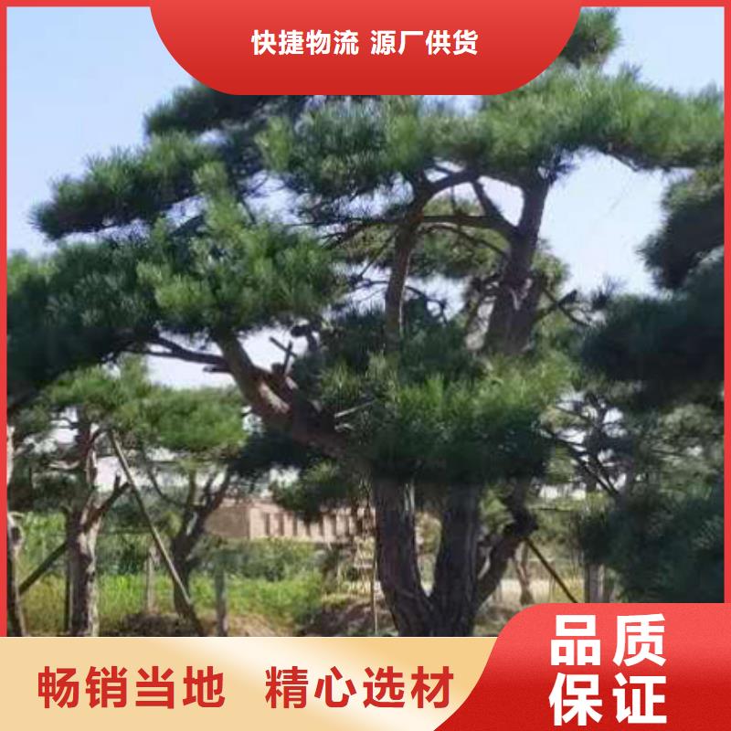 造型松-造型松价格追求品质