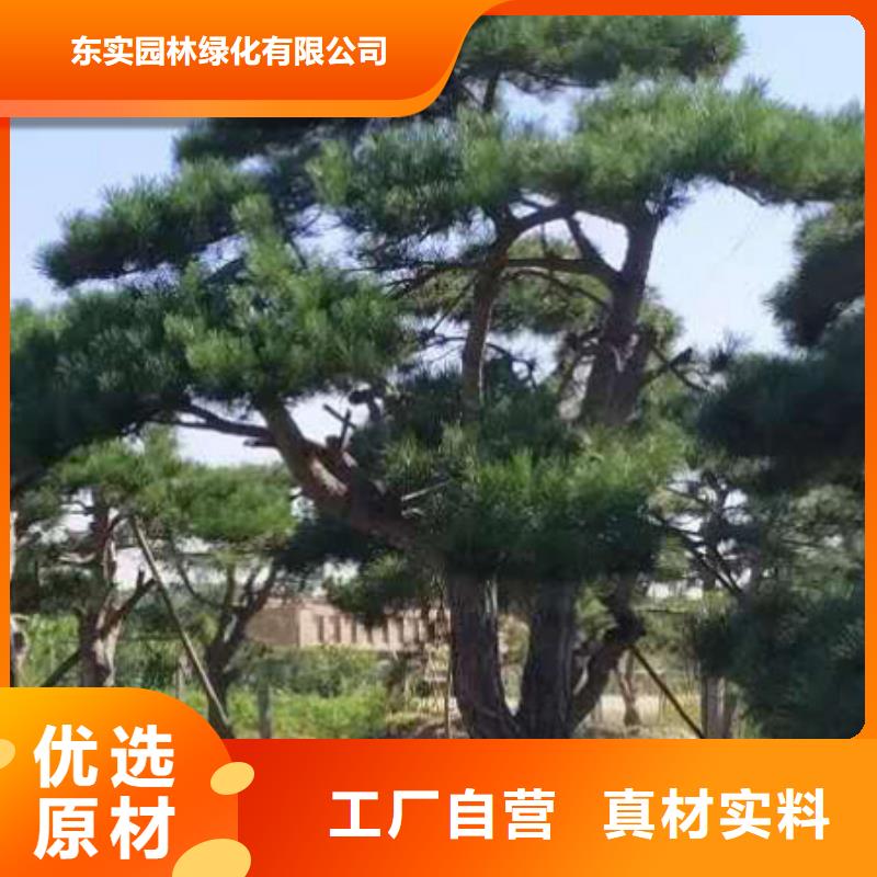  造型松从源头保证品质