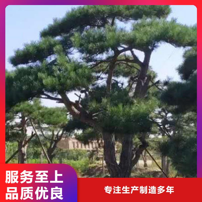  造型松高性价比