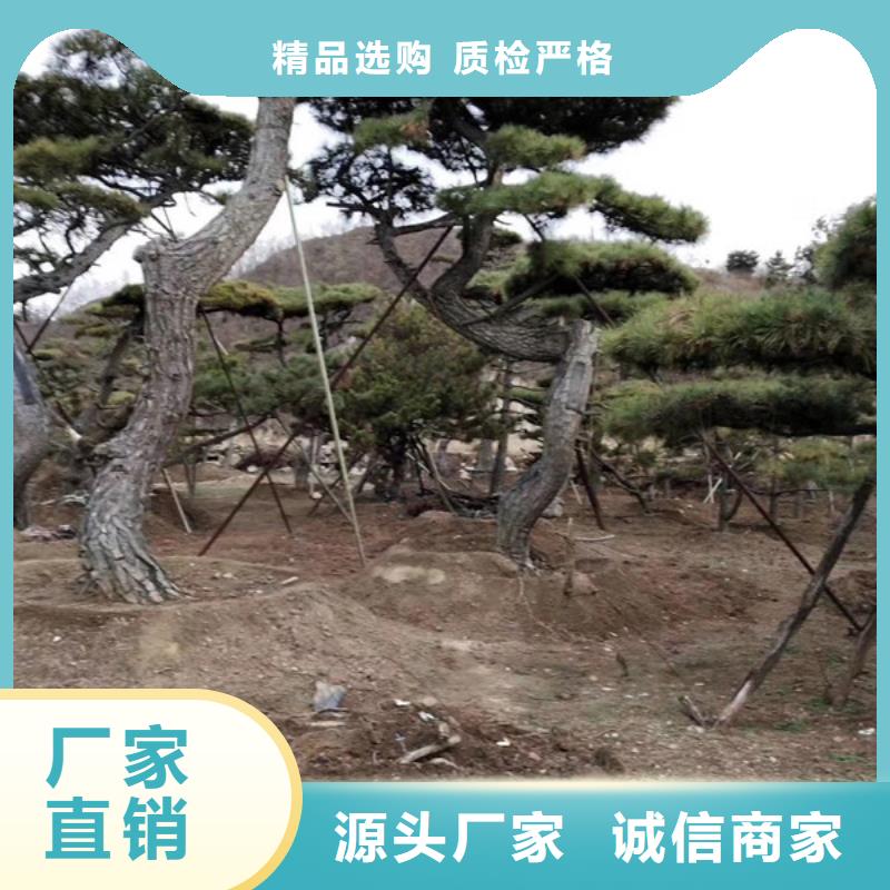 造型松-造型黑松按需定做