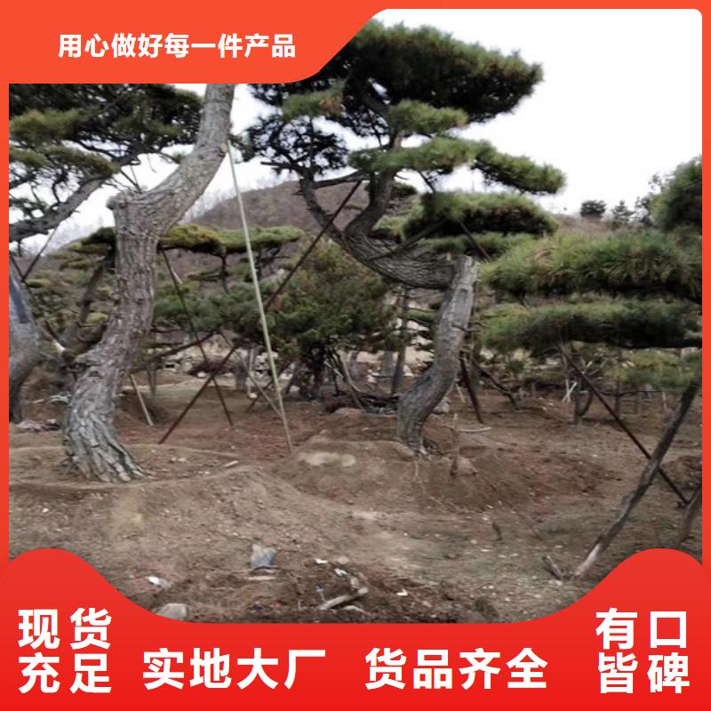 造型松奇石使用寿命长久