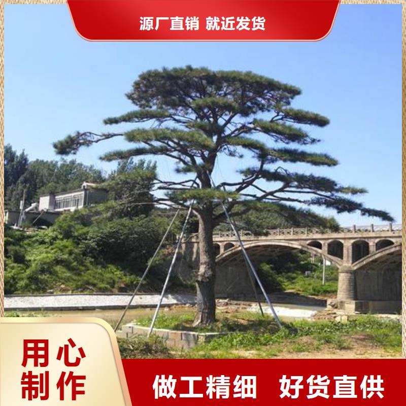 造型松平顶松真材实料