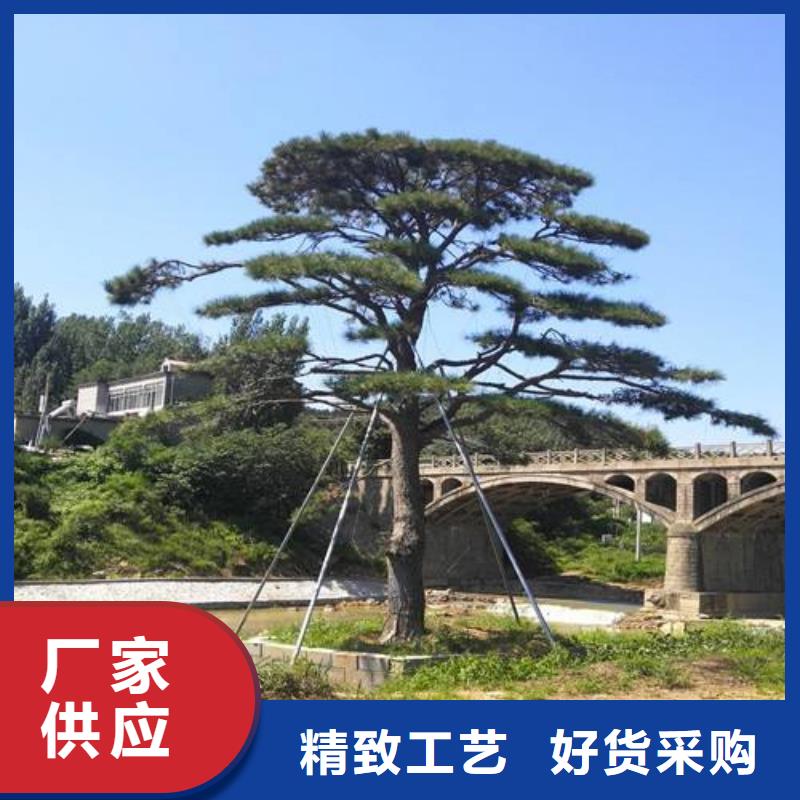 造型松迎客松应用广泛