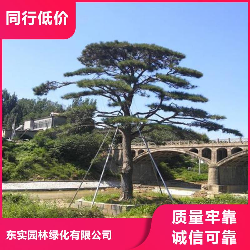 造型松造型松价格品质保证