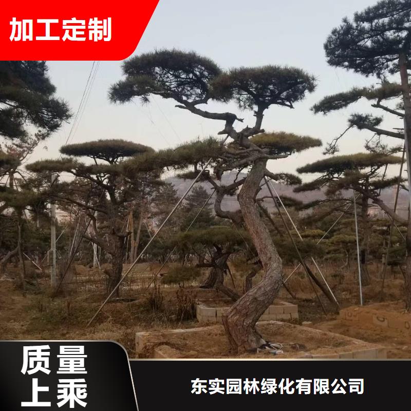 造型松造型松苗木品质无所畏惧