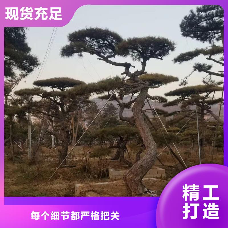 造型松迎客松细节之处更加用心