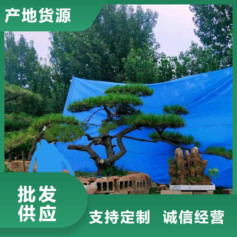 造型松 造型油松实力厂家