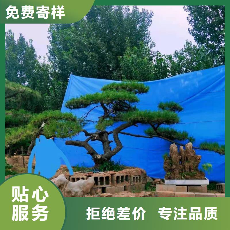 造型松造型松苗木品质无所畏惧