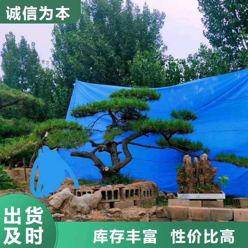  造型松快速物流发货