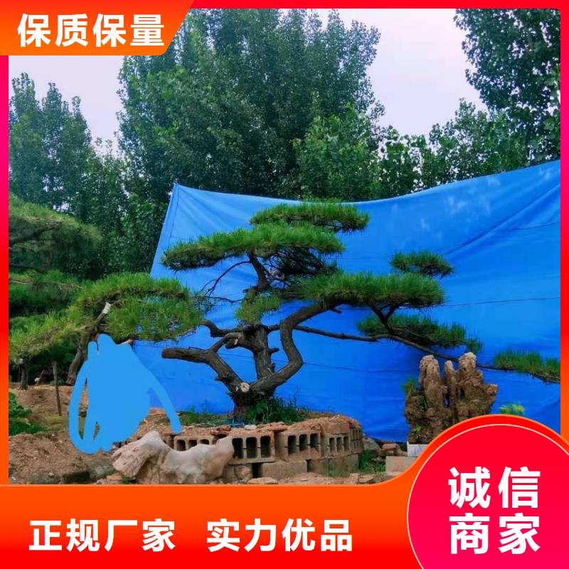  造型松现货充足量大优惠