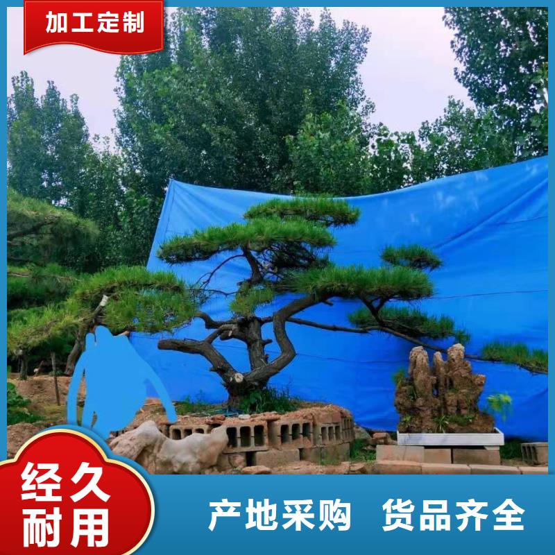 造型松 造型油松敢与同行比服务