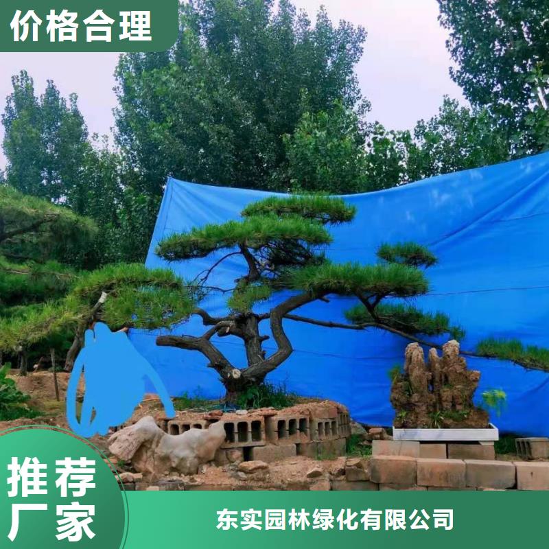  造型松N年大品牌