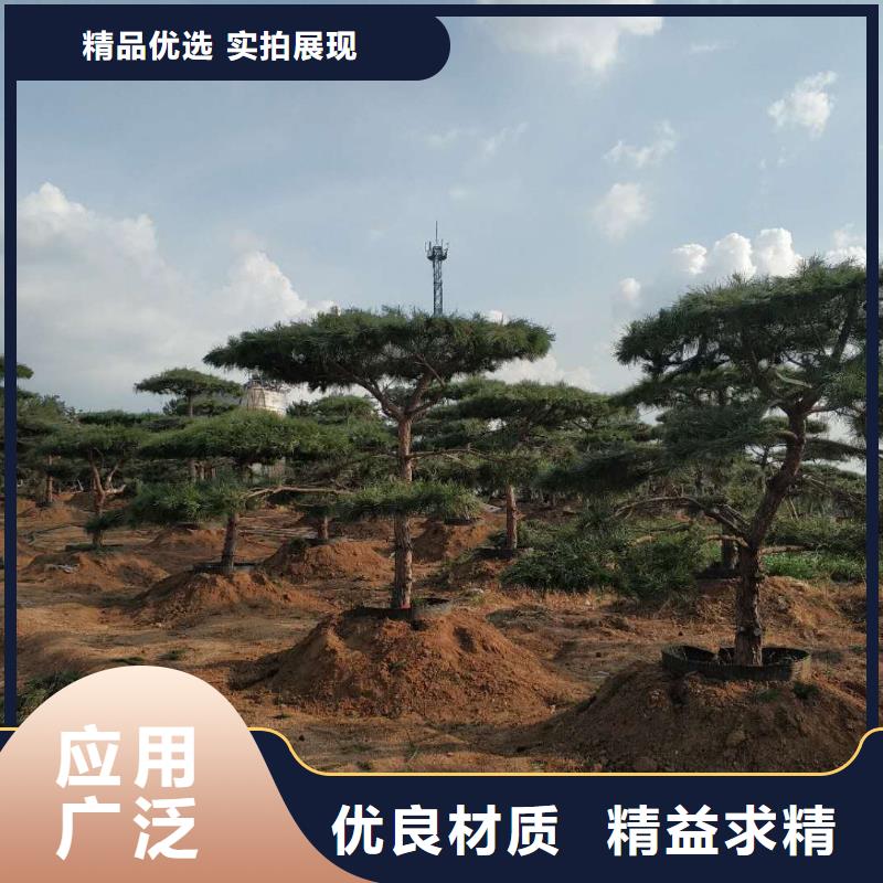 造型松,造型松价格的图文介绍