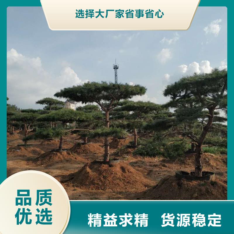 造型松 黑松可零售可批发