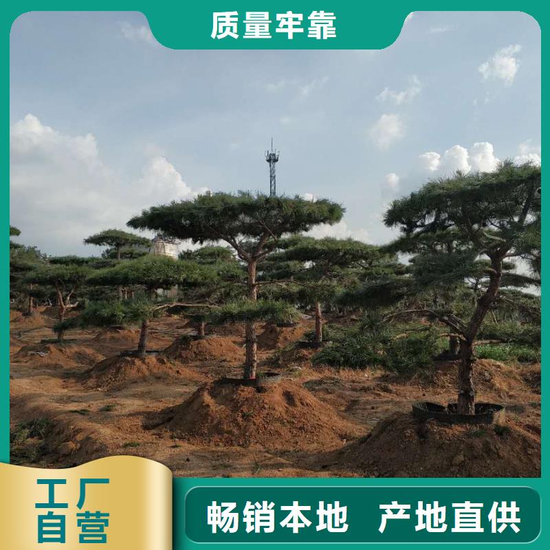 造型松_造型池松实力优品