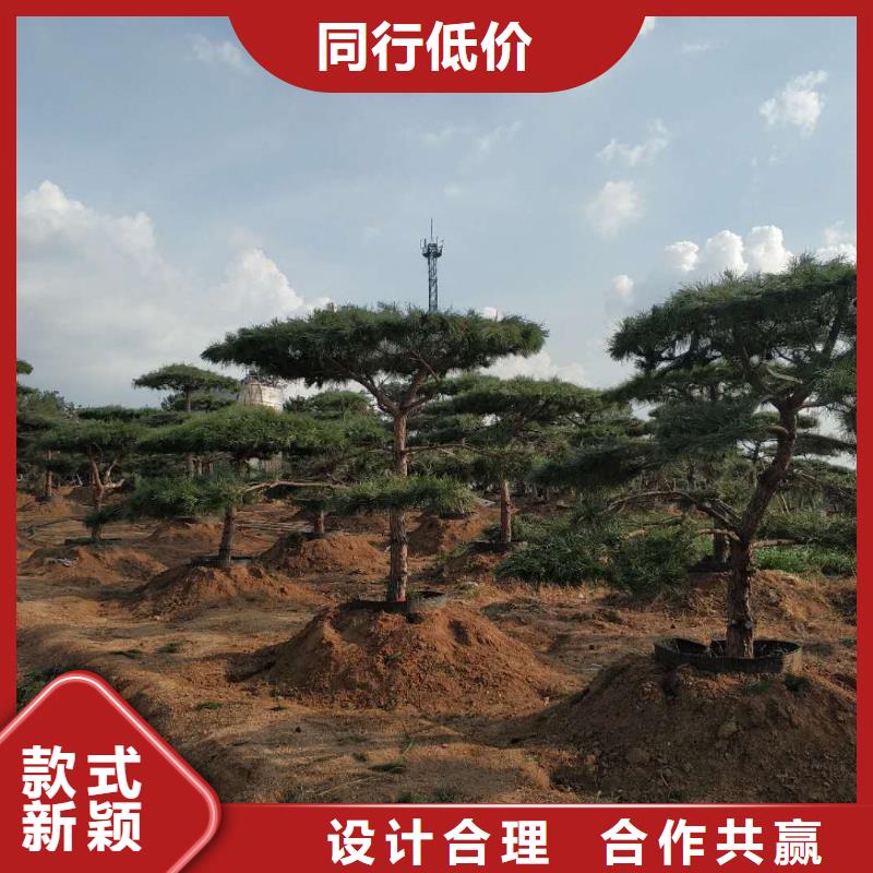 造型池松-视频-造型池松_山西省运城市市场覆盖河津|绛县|阳泉|吕梁|太原|临汾等