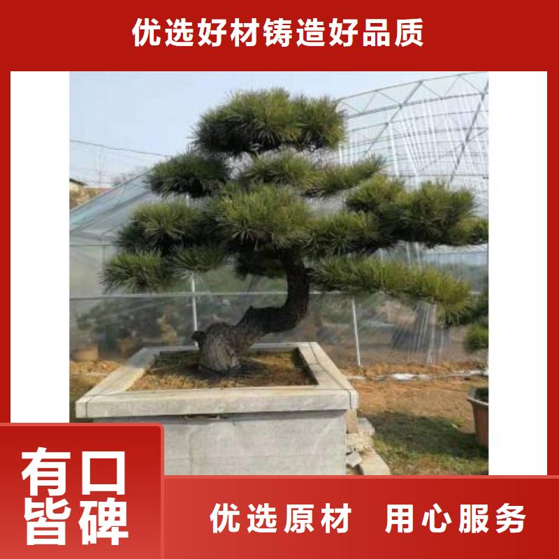 造型松,造型油松定金锁价