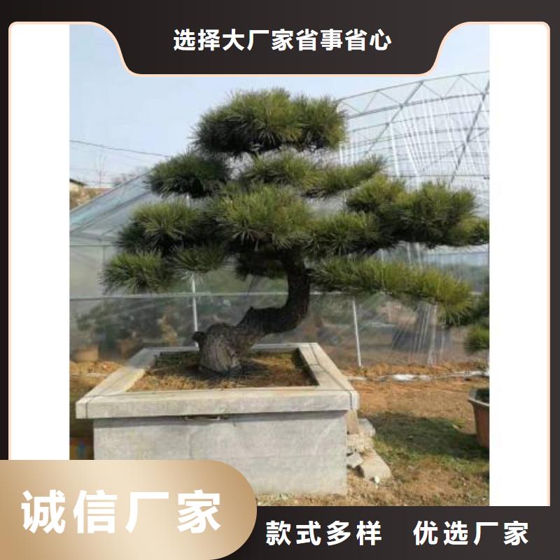 造型松造型油松细节之处更加用心