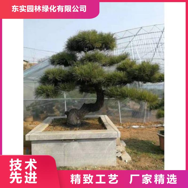 造型松迎客松厂家直销省心省钱
