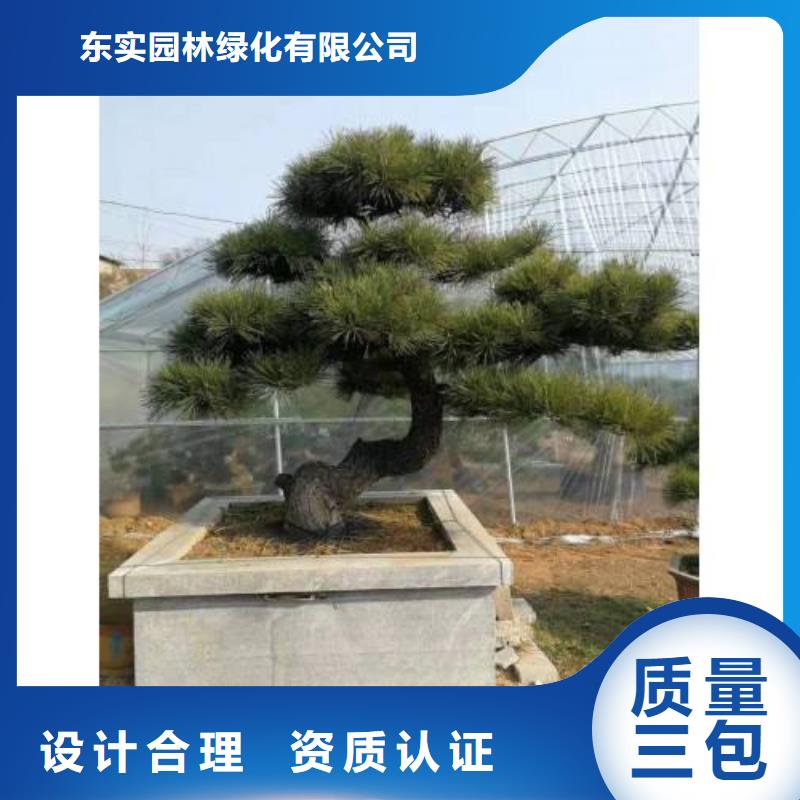  造型松规格齐全实力厂家