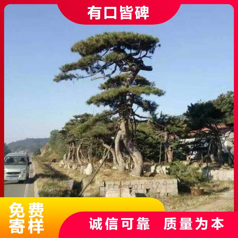 造型松造型池松大厂家实力看得见